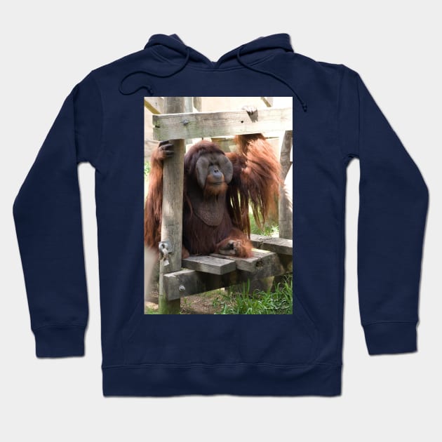 Orangutan Portrait Hoodie by SpectreSparkC